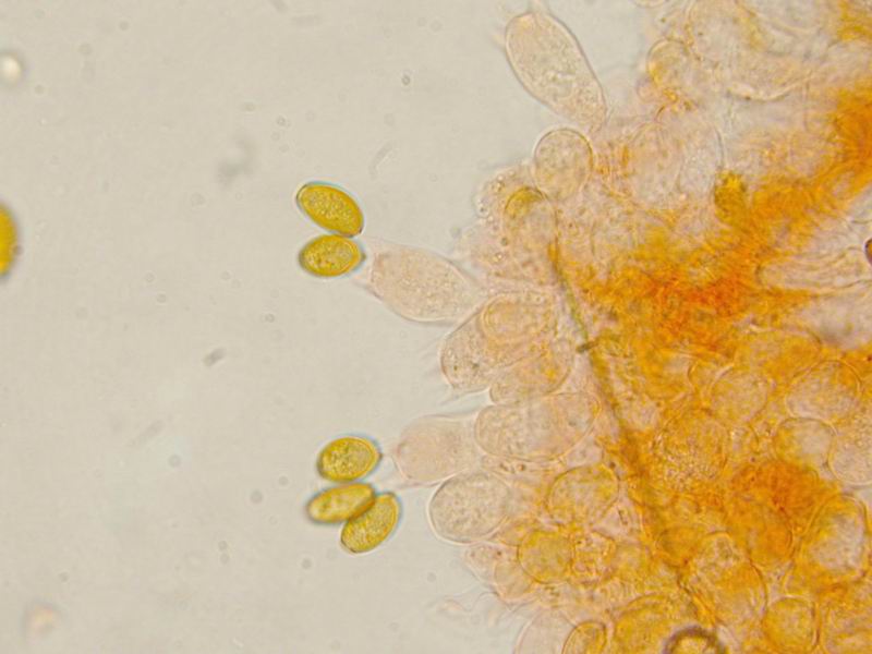 Conocybe semiglobata